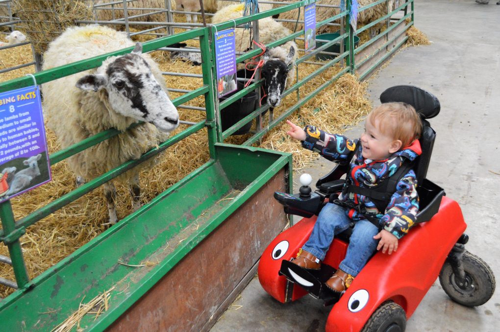 Noah looking at a sheep in his Wizzybug powered wheelchair
